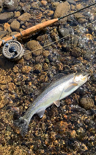 ニジマスの釣果