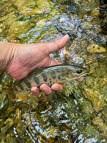 イワナの釣果