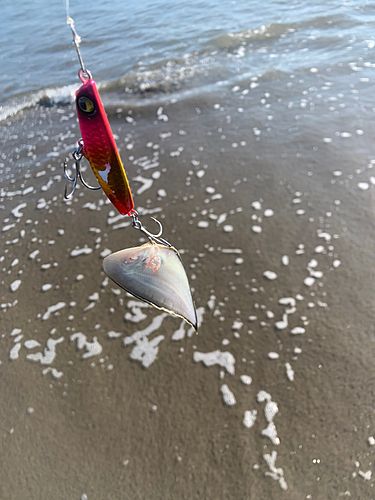 シタビラメの釣果