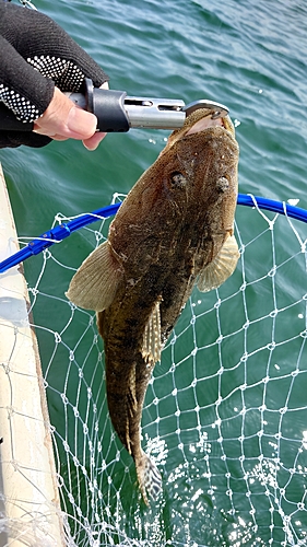 マゴチの釣果