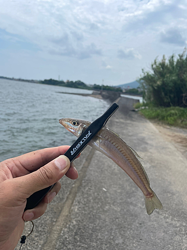 キスの釣果