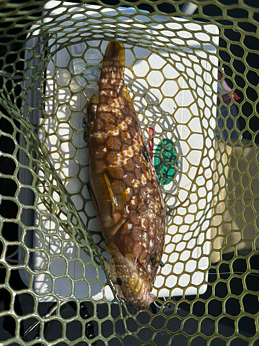 アコウの釣果