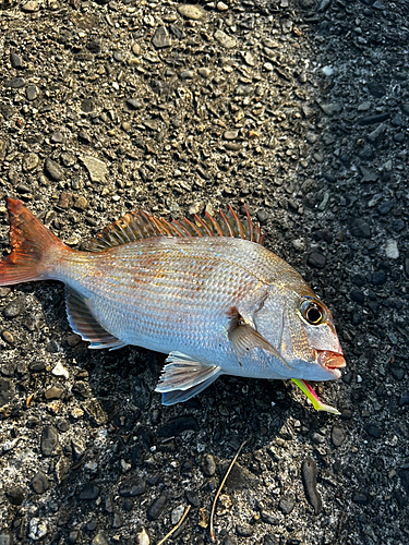 タイの釣果