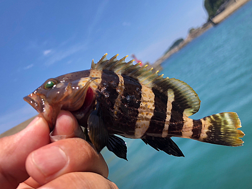 アオハタの釣果