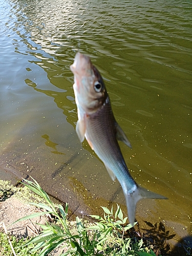 釣果