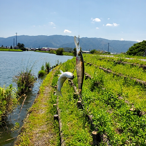 ボラの釣果