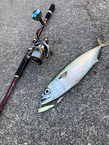 サバの釣果