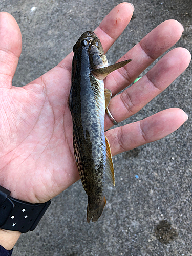 マハゼの釣果