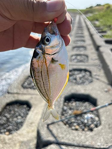 ヒイラギの釣果