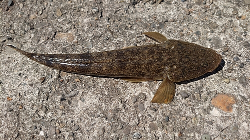 マゴチの釣果