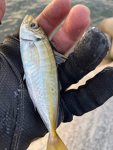 鳥取県で釣れたアジの釣り・釣果情報 - アングラーズ | 釣果400万件の