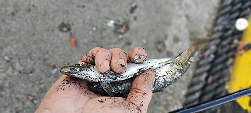 イワシの釣果