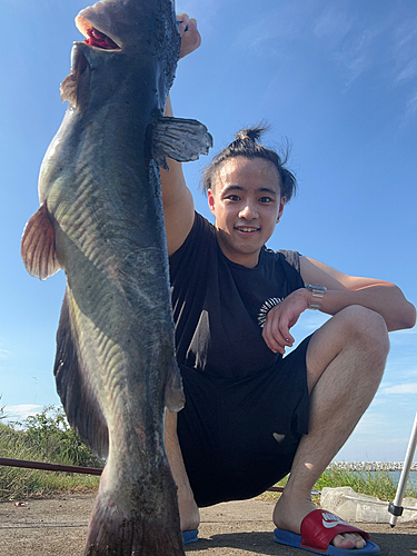 アメリカナマズの釣果