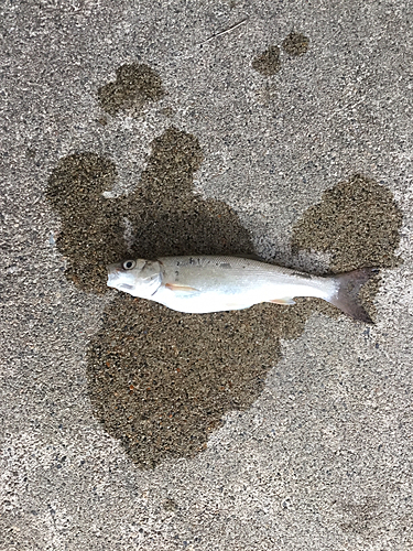 ウグイの釣果