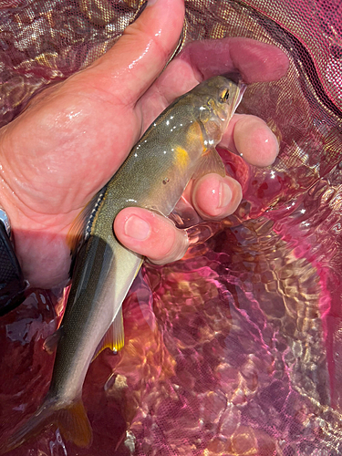 アユの釣果