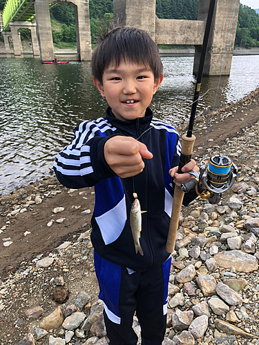 ウグイの釣果