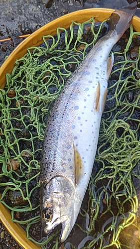 ヤマメの釣果