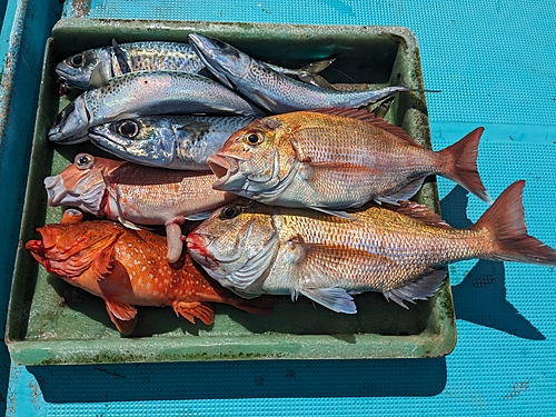 マダイの釣果