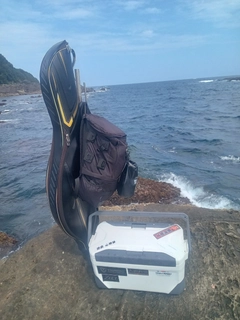 グレの釣果