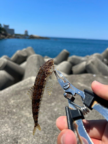 エソの釣果