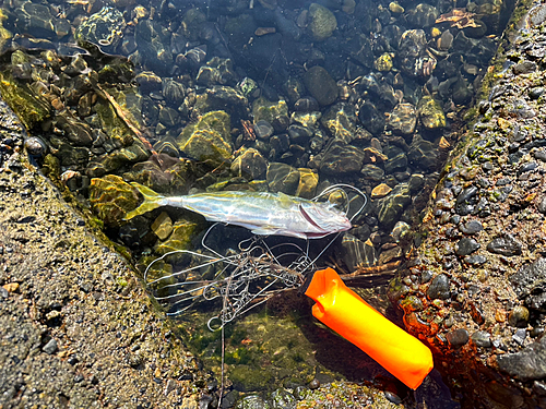 ツバスの釣果