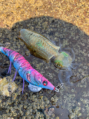 アオリイカの釣果