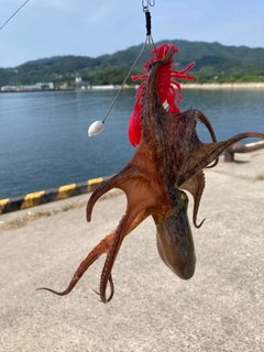 マダコの釣果