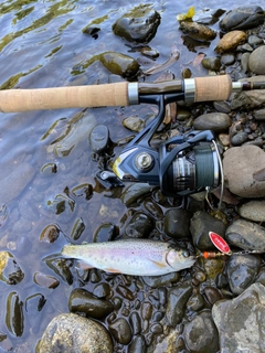 ニジマスの釣果