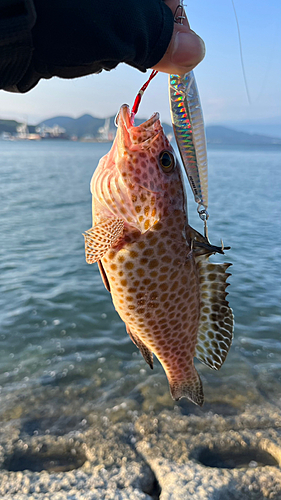 オオモンハタの釣果