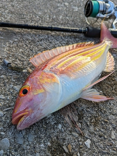 イトヨリダイの釣果