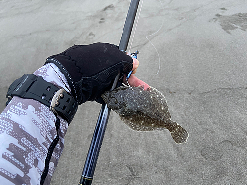 ソゲの釣果