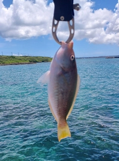 イラブチャーの釣果