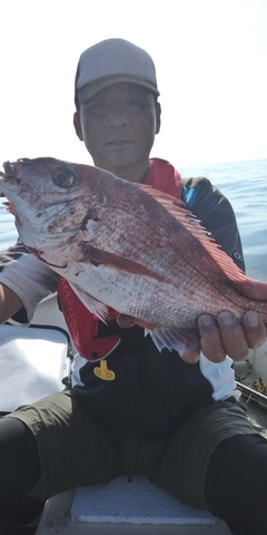 マダイの釣果