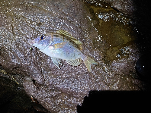 メイチダイの釣果