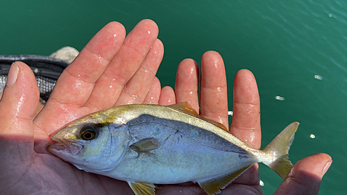 ショゴの釣果