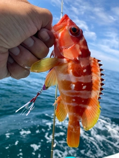 アカハタの釣果