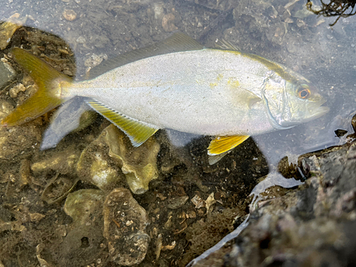 ネリゴの釣果