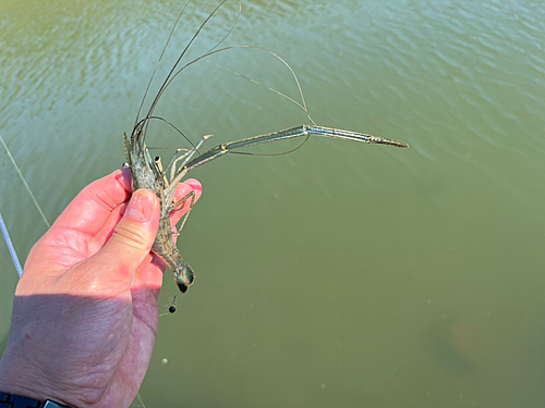 テナガエビの釣果