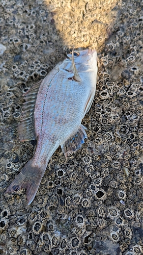 チャリコの釣果