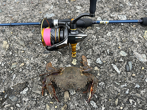 ワタリガニの釣果