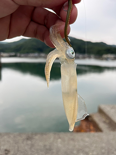 イカの釣果