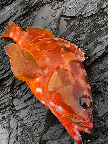 アカハタの釣果