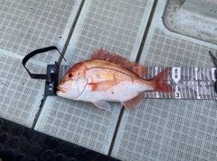 レンコダイの釣果