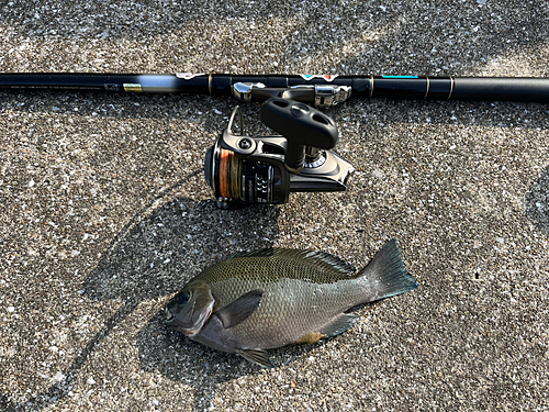 メジナの釣果