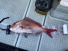 マダイの釣果