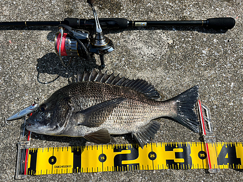 チヌの釣果