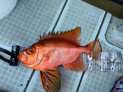 チカメキントキの釣果