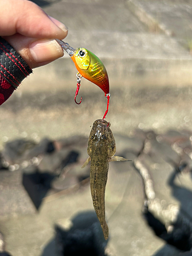 マハゼの釣果