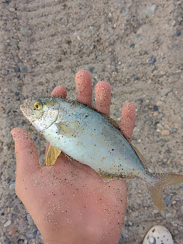 ショゴの釣果