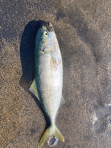 ワカシの釣果